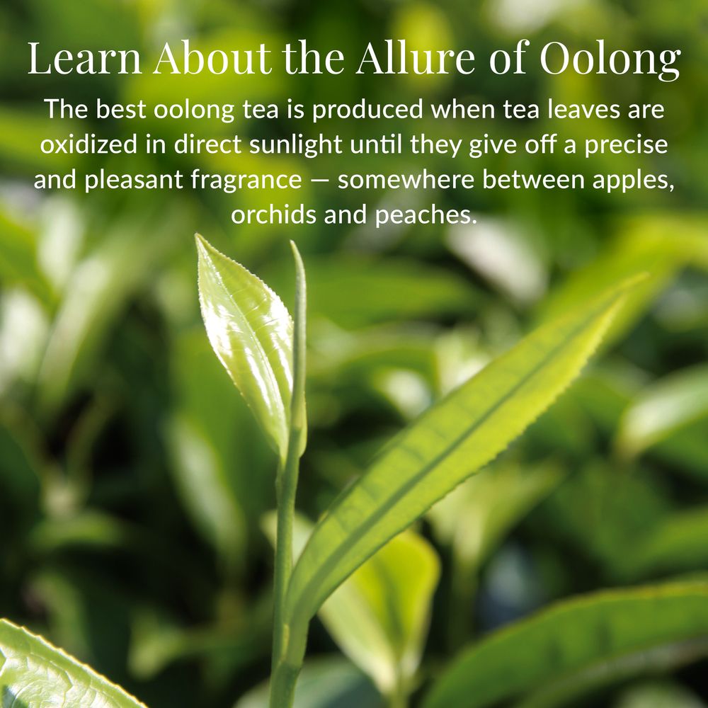 View 5 of Milk Oolong Full-Leaf Loose Oolong Tea
