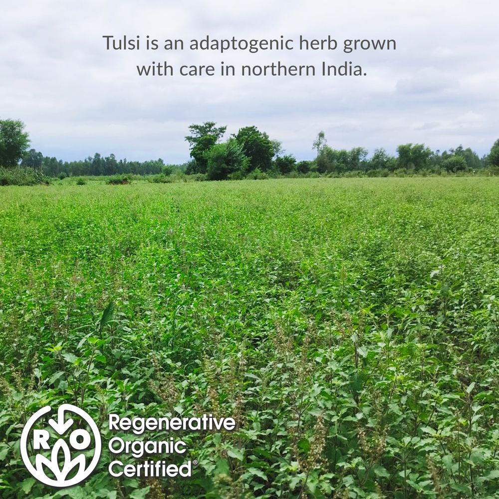 View 3 of Regenerative Organic Certified® Tulsi Herbal Tea Bags
