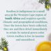 View 4 of Organic South African Green Rooibos SuperHerb® Herbs Of Origin Tea Bags
