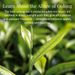 View 5 of Double Milk Oolong® Tea Bags
