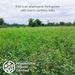 View 3 of Regenerative Organic Certified® Tulsi Herbal Tea Bags
