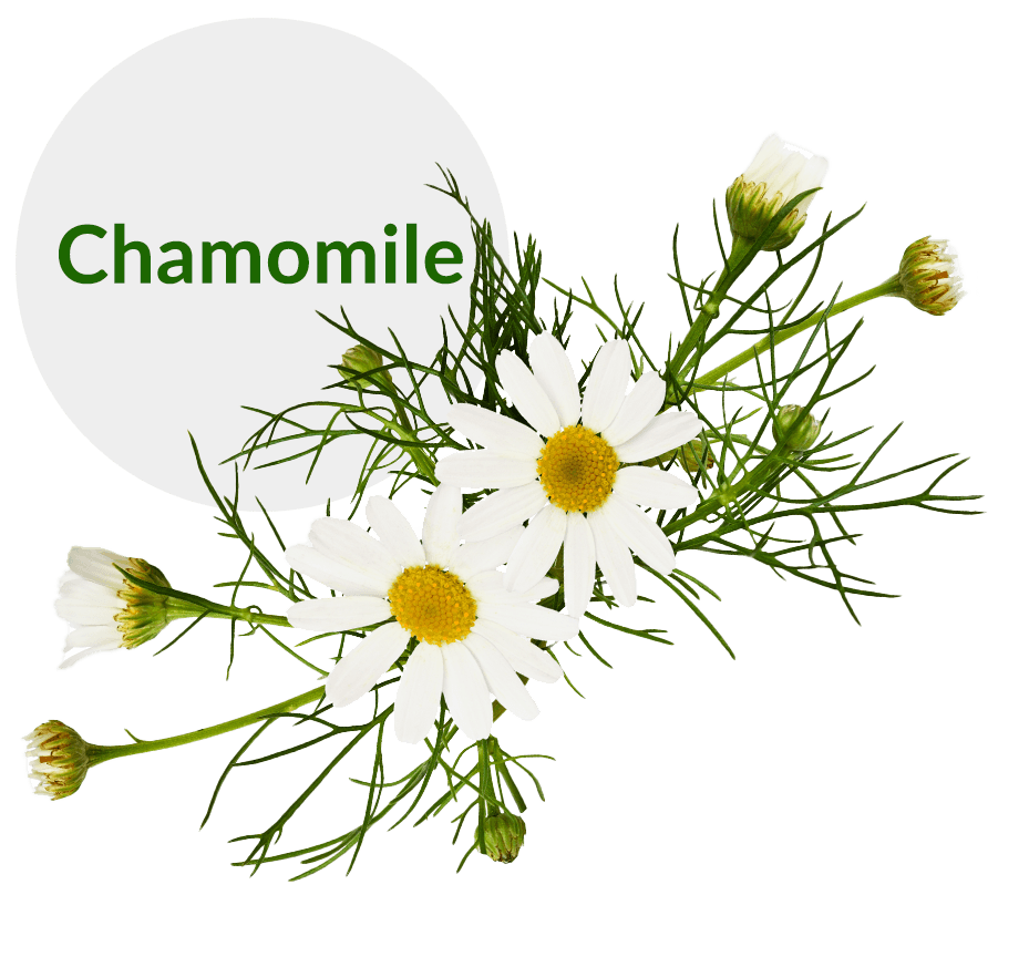 chamomile