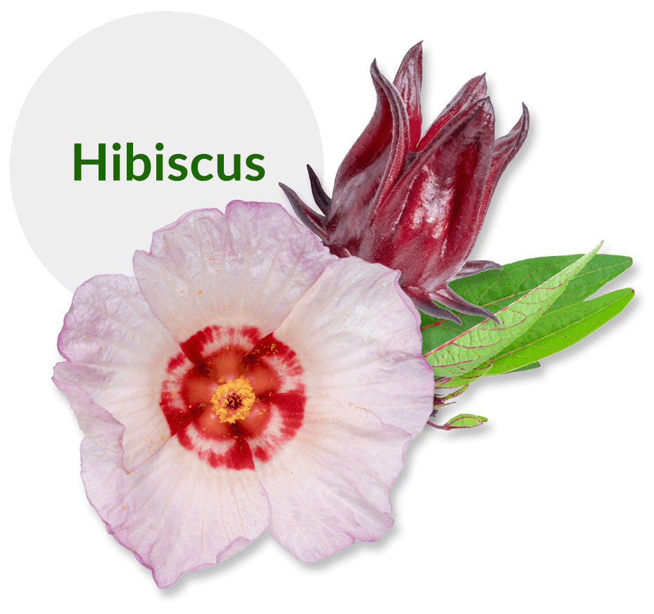 hibiscus