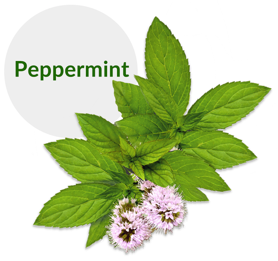 peppermint