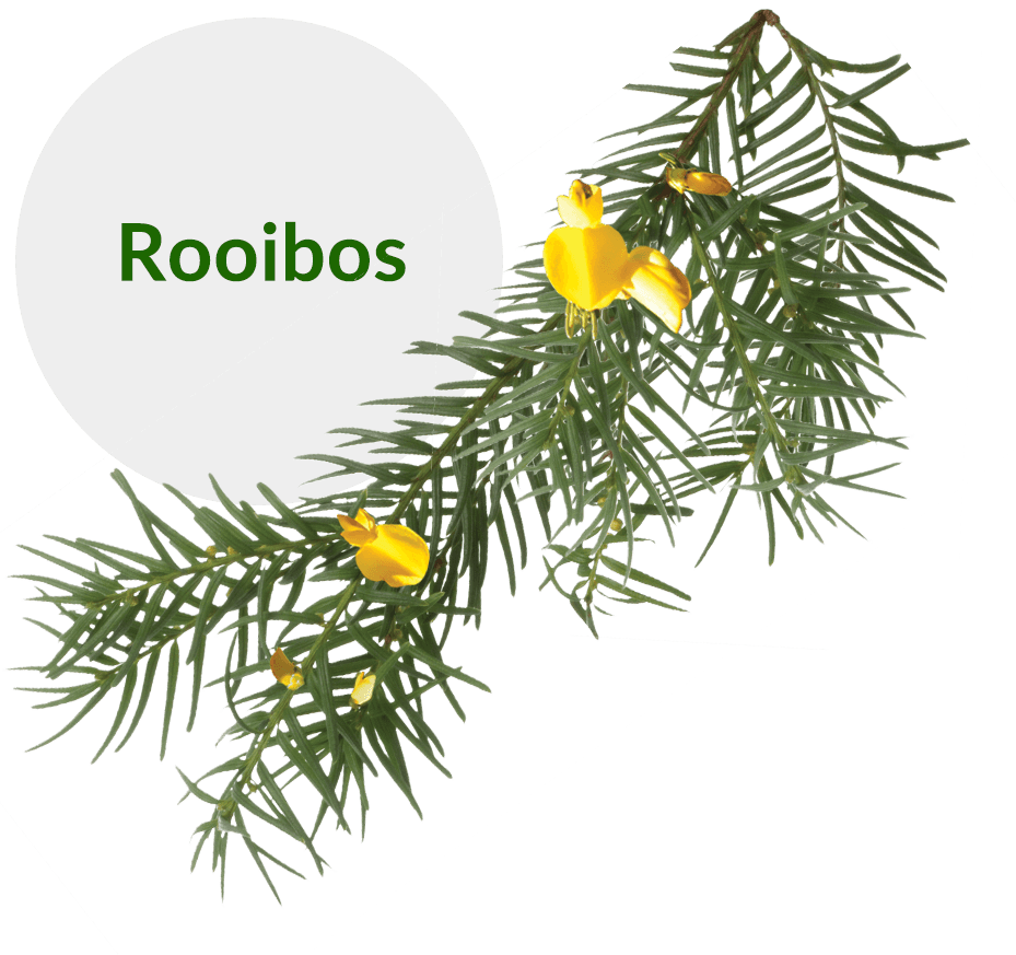 rooibos